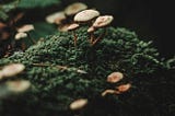 For Our Consideration: Social Mycelialism