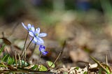 Nature’s Way: Values For A Viable Future