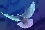 A blue and purple colorful dove flying in the air.