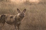 The African wild dog, the world’s most endangered species of dog.