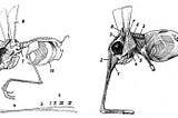 The classification of snouters within Mammalia