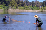 Two biologists pull a net through the lake