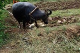 A picture of a black water buffalo plowing a small field. The farmer driving her is wearing an orange shirt, and his face is obscured by the leaves of a nearby tree.