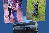 A woman wearing cold weather clothes patting her dog. A Dutch Shepherd puppy. A photo of the Bellair bus to Seattle.