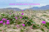 Spring Wildflower Superbloom 2024 California Desert Anza Borrego Sand Verbena