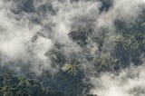 El punto ciego de la conservación: ¿Estamos ignorando los bosques más ricos de Sudamérica?