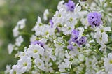 Tips For The Baby’s Breath Flower