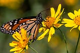 Oklahoma celebrates, strategizes for Monarchs, pollinators