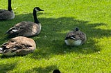 The healing power of nature, geese gathered on green grass.