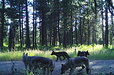 The way of the wolf