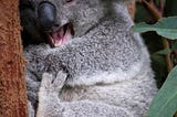 Novo Animal no Zoológico de Big Data — Koalas