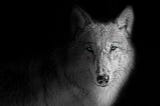 A wolf watching, waiting, and contemplating.