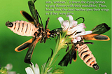 Flight of the Living Dead: “zombiefied” soldier beetles spread their wings after dying.
