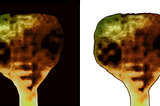 Real Alien Photographed