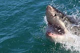 This is an image of a great white shark surfacing above the water and opening its mouth full of teeth.