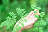 “Moringa” — One of the Prime Foods for Vegans and Vegetarians
