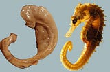 Hippocampus: The seahorse of the brain
