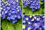 Haiku — Hydrangea