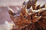 WHAT IS THORNY DEVIL ????