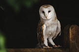 The Science Behind Being a Night Owl