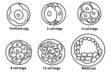 Your embryonic cells are more important than you think.