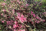 A photo of a cluster of bright fuchsia flowers.