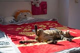 Siesta