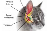 Abordagem de Pequenos Animais