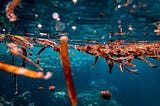 Diving into Danger: Brain-Eating Amoeba
