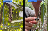 Biodiversity Meets Foundation Models