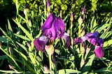 Irises!