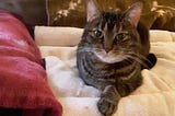 Weird Things My Cats Do