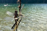 How to Catch a Dragonfly