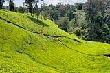 Tea Farms, Forest Trails, and Waterfalls: A Charity Trek Through Kieni Forest.