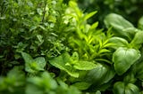 How to Grow Organic Herbs in a Small Space?