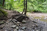 Rocks and the roots of a tree along a shallow creekbed