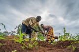 Maize puts farmers back on their feet in Malawi