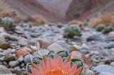 Defiant Blossoms: Spring Cacti in the Mountains