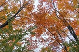 Do you enjoy the great Autumn color show?