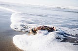 A crab is swept by an ocean’s wave on the beach.