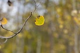 A focus on a single leaf clinging to a tree with more trees blurred in the background.
