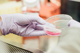 Scientist holding petri dish in lab hood