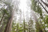 Why Blockchains Can Be Crucial to Nature Preservation and Renewable Energy