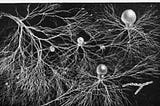 Mycelium connecting
