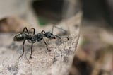 Can an ant kill a human?