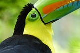 A close-up pic of a toucan. Cafe Lempira by Jim Latham