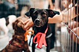 Adopting dogs — how to adopt a dog and everything you need to know