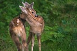 Outdoor photograph of two fawns (young deer) bending their necks toward each other like a hug