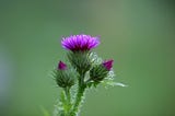 Milk Thistle: An Amazing Detoxifier