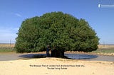 The Blessed Tree of Jordan which Sheltered Muhammad Rasul Allah (A.). The Last Living Sahabi.